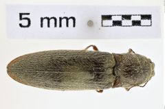 Foto (Dorsalansicht) von Gambrinus griseus (NHMW-ZOO-COL-0008585)